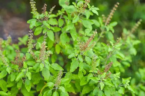 Tulsi Plant